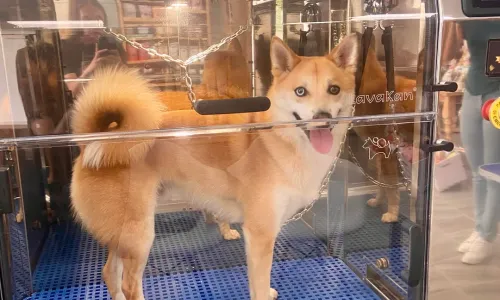 First time using the automatic pet washing machine